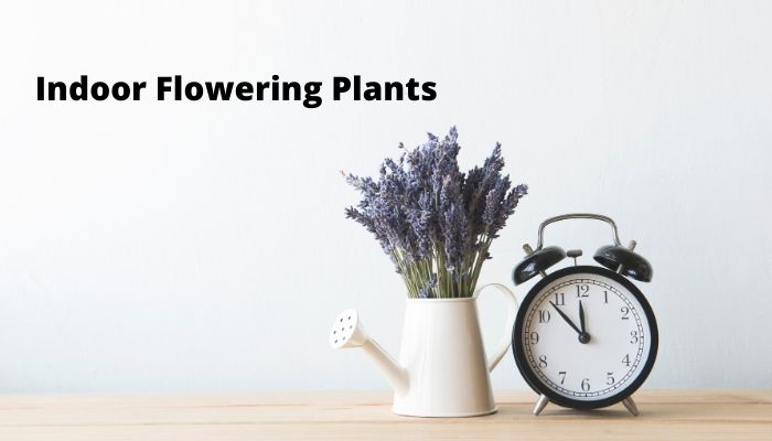 Indoor-Flowering-Plants