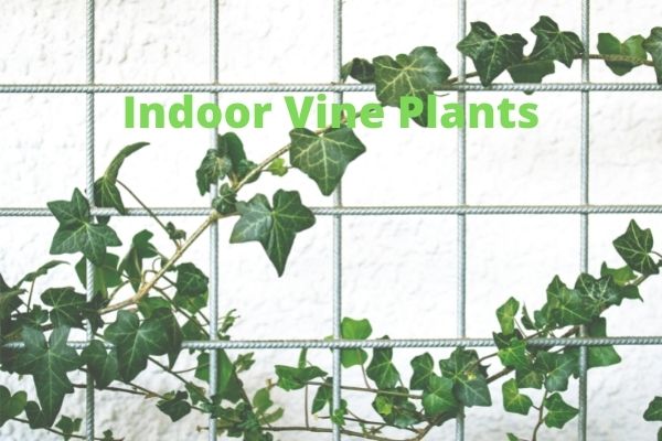 Indoor-Vine-Plants