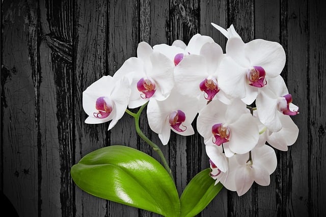 orchid